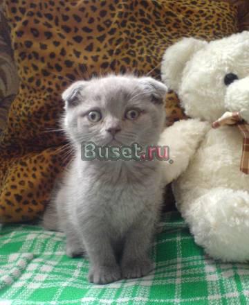 Лиловые вислоухие котята Москва