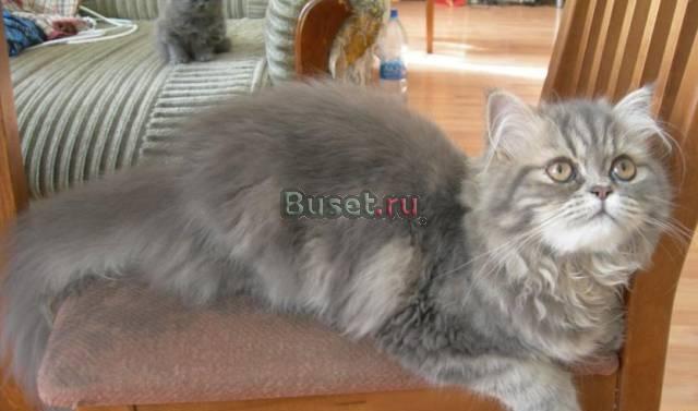 Котенок 5 мес класик персидский, 1500 руб Санкт-Петербург