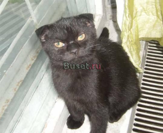 Черная шотландская  вислоухая кошечка Москва