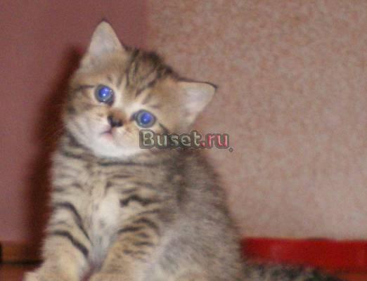 Шотландский (скотишь страйт) котенок Ижевск