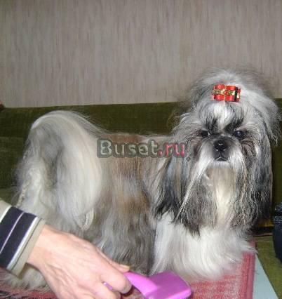 ШИ-тцу, щенки Великий Новгород