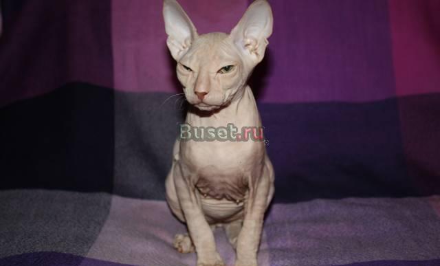 Котята донских сфинксов Санкт-Петербург