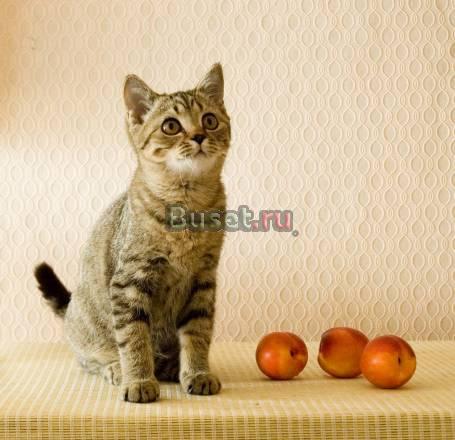Котёнок Москва