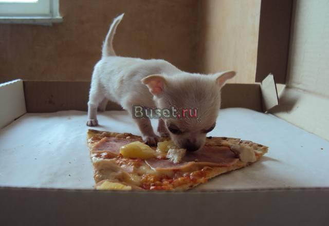 Мини девочка чихуахуа Москва