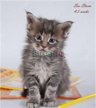 Котята мейн кун Москва