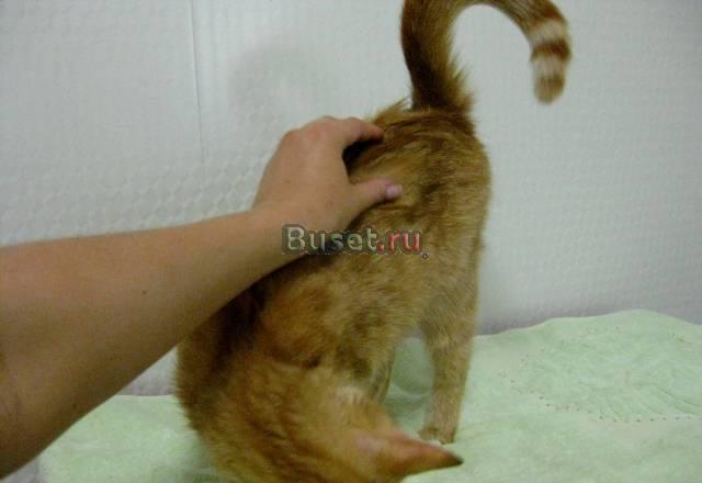 Рыжие кошечки большая редкость Санкт-Петербург