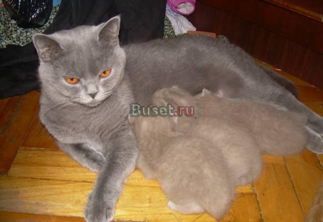 Продаються котята Санкт-Петербург