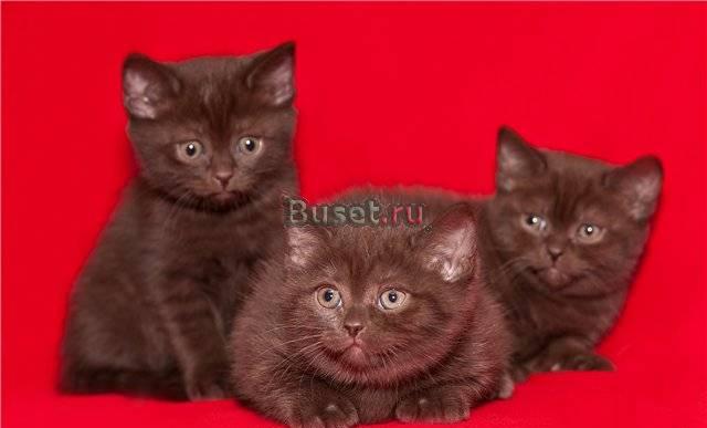 Британские шоколадные котята сладкие медвежата жду Москва
