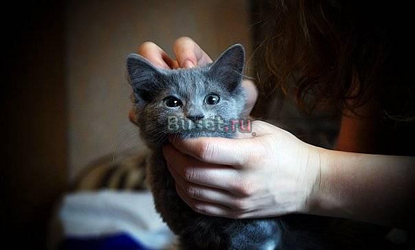 Продается девочка породы Русская голубая Санкт-Петербург