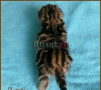 Черный мраморный британский котик Санкт-Петербург