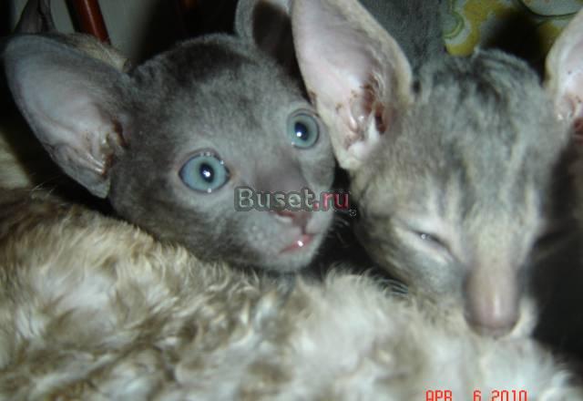 Котята Корниш-рекс Калининград
