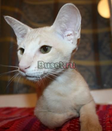 Ориентальные котята Ростов-на-Дону