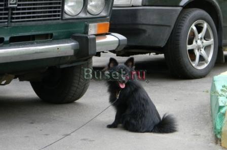 Немецкий шпиц щенки Москва