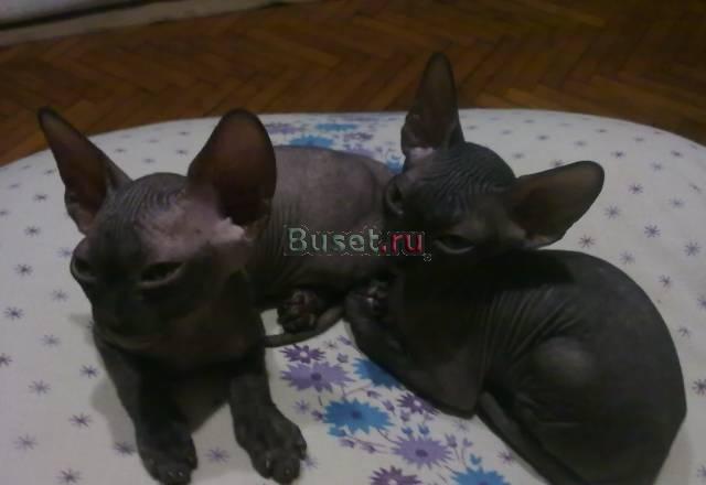 Котята канадского сфинкса Москва