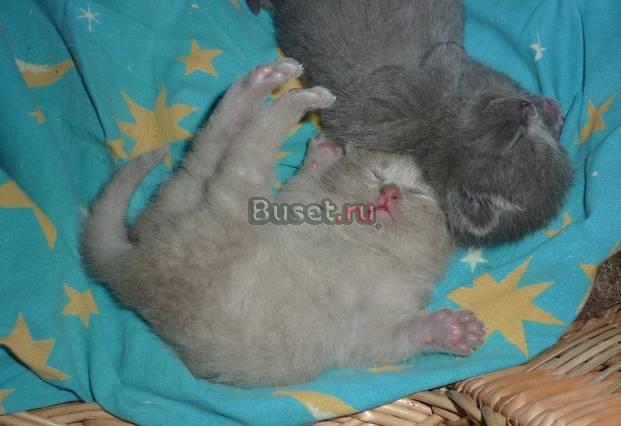 Шотландские котята Брянск