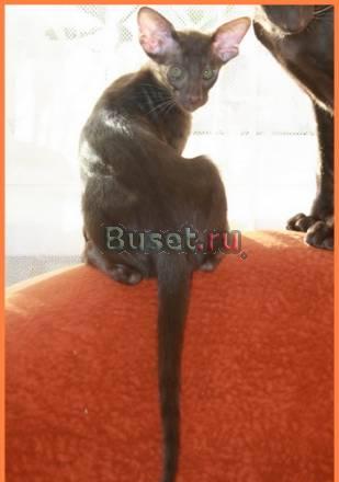 Ориентальные котята питомник Korleoni Псков
