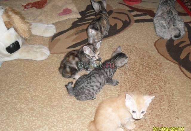 Клубные котята три кошечки и рыжий котик Бийск