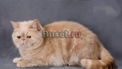 Экзотическая короткошерстная кошечка Санкт-Петербург