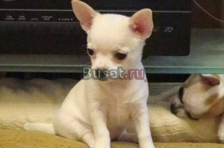 Щенки чихуахуа Челябинск