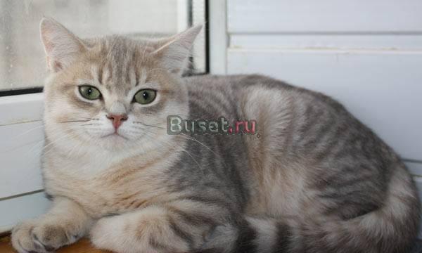 Британский котик золотая голубая шиншилла-привитый Санкт-Петербург