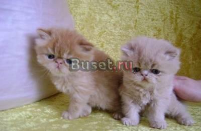 Персидские котята экстремалы Новокузнецк
