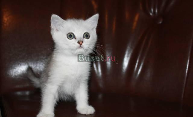 Продажа котят Санкт-Петербург