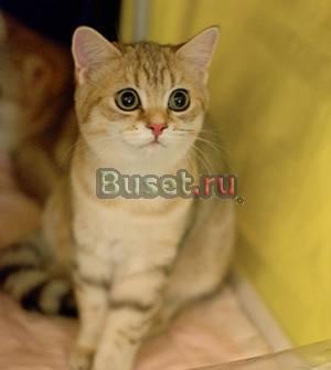 Золотые и серебристые шиншиллы Санкт-Петербург