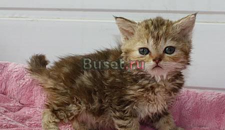 Котята кудрявые Селкирк-Рэкс Тюмень