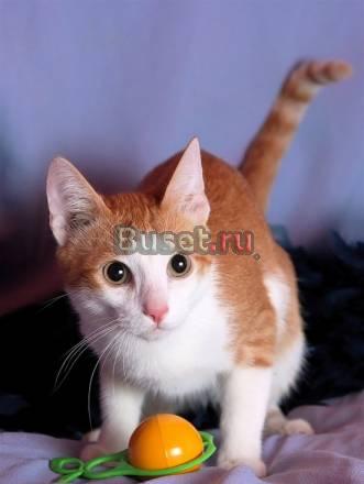 Нежный малыш котик Никсон,7 мес Москва