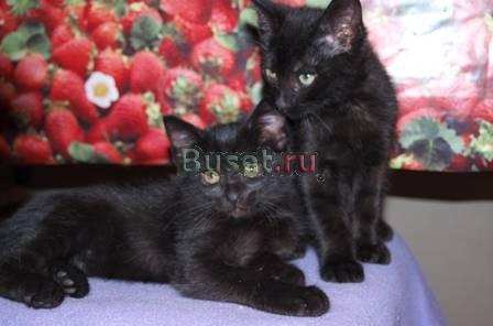 Отдаем котят Санкт-Петербург