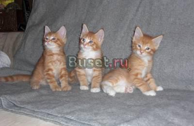 Продажа рыжие и черные котята мейн-кун Москва