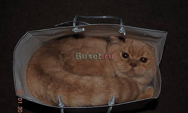 Британский котик Санкт-Петербург
