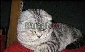 Осторожно больные животные и хозяйка Москва