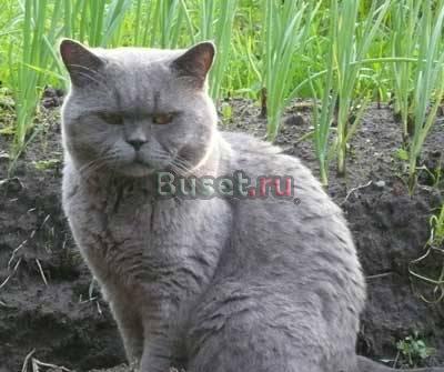Вязка Британец Титул Развязка недотрог Москва