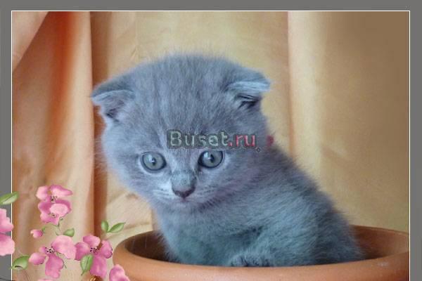 Продаю котят скоттиш фолд Москва