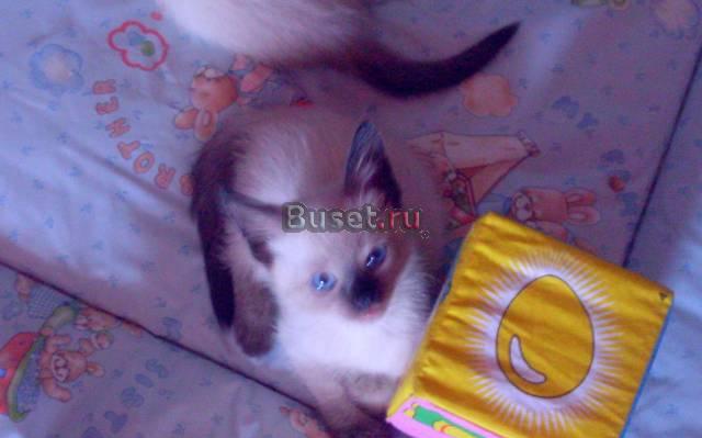 Сиамские котята Москва