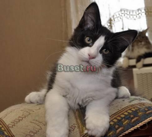 Мейн кун котенок Москва