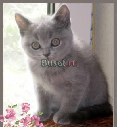 Продаю котят породы британская Москва