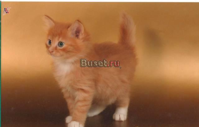 Очаровательные котята  курильского бобтейла Санкт-Петербург