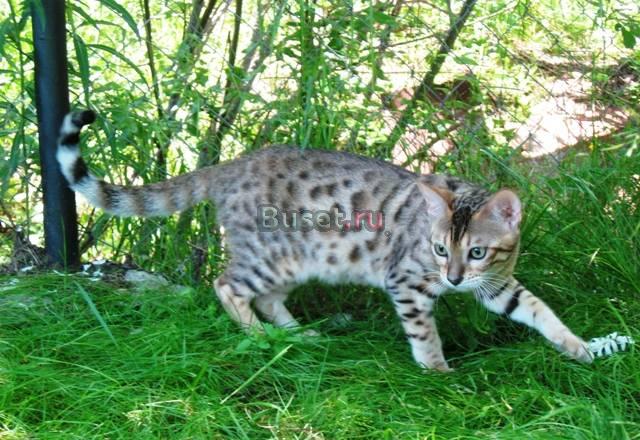 Бенгальские котята шоу класса Санкт-Петербург