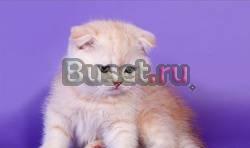 Продается шотландский вислоухий котенок Самара