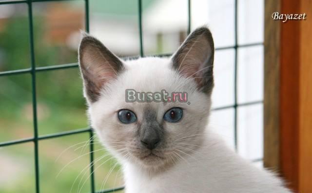 Тайские котята разных окрасов Москва