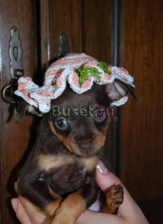 Тойчики Москва