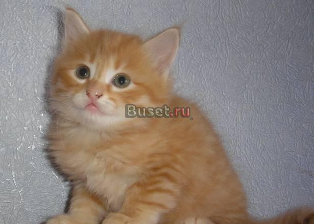Сибирские котята Комсомольск-на-Амуре