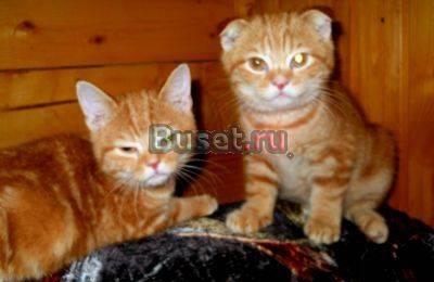 Красный мраморный тэбби котик, фолд, 3.5 мес Москва