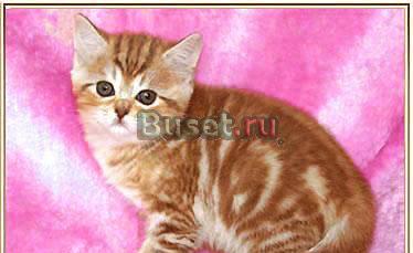 Котенок красный ирамор - кошечка Москва
