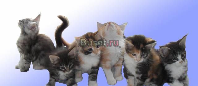 Мейн Кун Орел