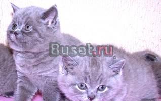 Британский котик и кошечка окрас голубой Москва