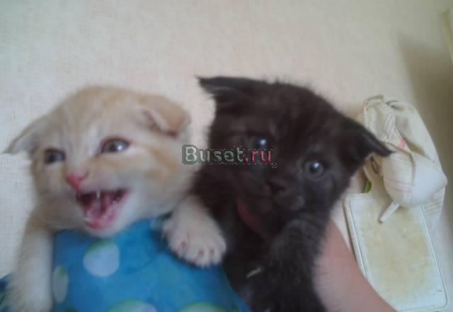 Британские вислоухие и прямоухие Волгоград