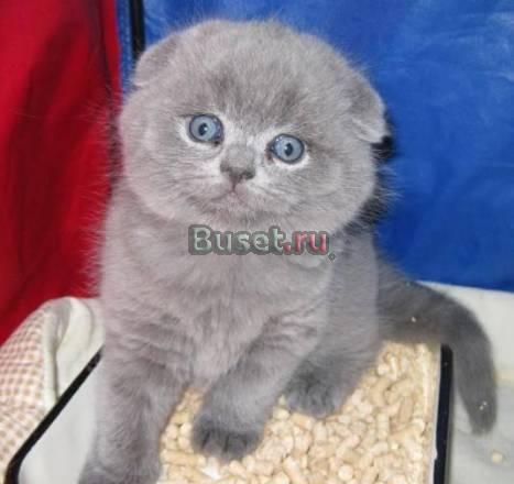 Шотландские вислоухие Санкт-Петербург